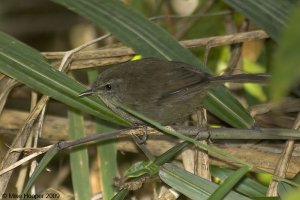 Sunda Bush Warbler