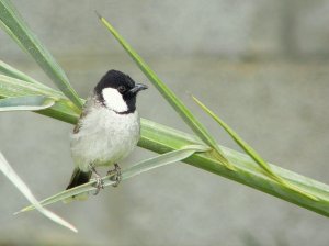 White Eared Bulbul