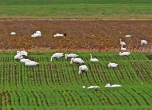 Whooper Swans - Pastorally Posing