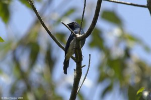 Indigo Flycatcher