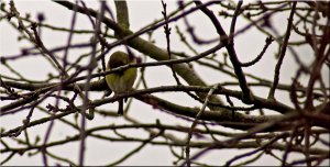 Garden Greenfinch