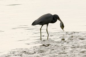 Pacific Reef Egret & Breakfast