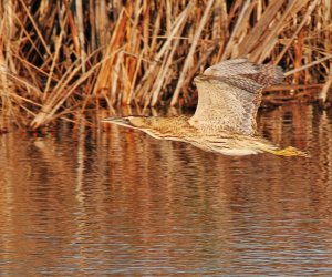 Bittern across the Mere