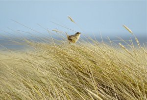 Falklands Grass Wren