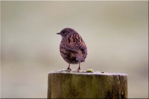 A Dunnock from today