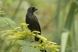 Racket-tailed Treepie