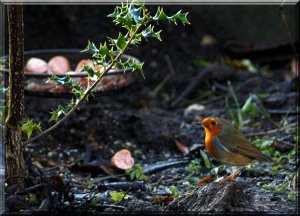 Garden Friend