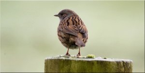 Another Dunnock