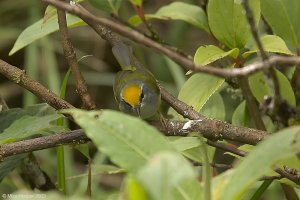 Mountain Tailorbird