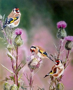 goldfinches on thistle...
