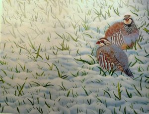 red legged partridges in snow..