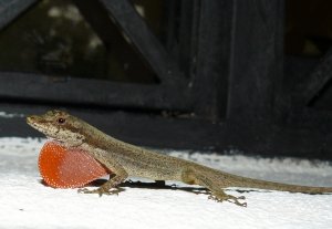 Anolis sp.