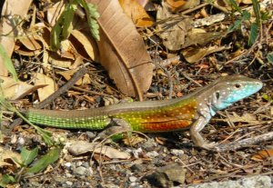 Unknown colorful lizard with broken tail