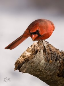 Northern Cardinal (m)