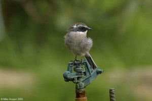 Grey Bushchat