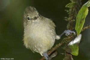 Yellow-browed Tit