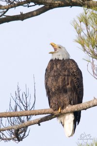 Bald Eagle