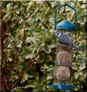 Blue Tit On my garden feeder