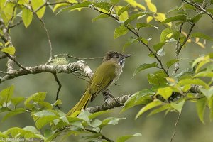 Mountain Bulbul