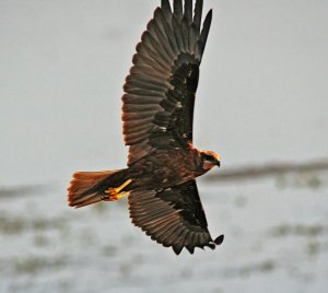 Mrs Marsh Harrier