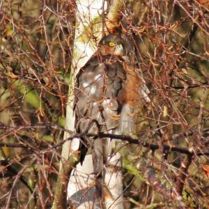 Sparrowhawk - Sunning in Silver Birch