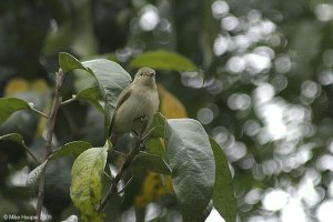 Plain Flowerpecker