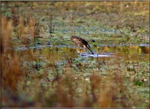 Sparrow Hawk Fun Bath