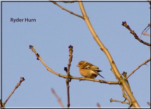 Tree Time Chaffinch