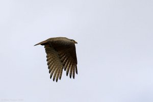 Rufous-winged Buzzard