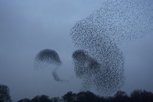 Couple more Swallows 'roosting'