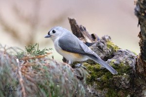 Tufted Titmouse