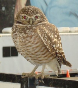 Burrowing Owl