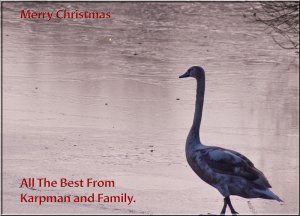 Xmas swan