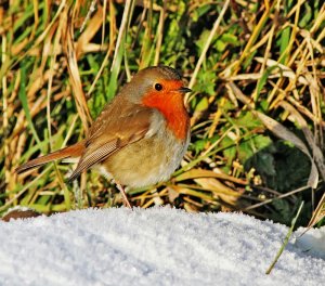 The Seasonal Robin