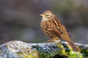 Dunnock