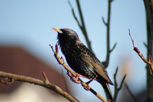 Winter time starling