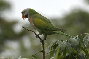 Red-breasted Parakeet