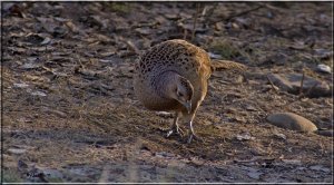 Hen Pheasant