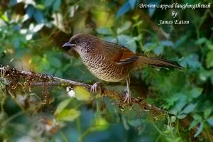 Brown-capped Laughingthrush.." Opus "
