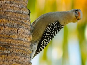 Red Bellied Woodpecker on a Palm Tree