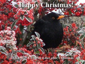 Happy Christmas to all Birdforumers