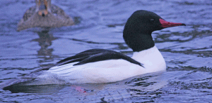 common merganzer male