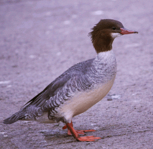 common merganser female