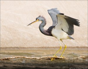 Tricolored Heron with a Snack