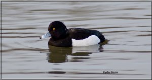 Tufted Duck