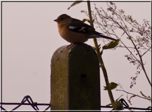 Chaffinch