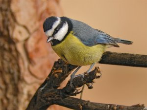 African Blue Tit