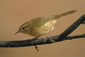 Canary Islands Chiffchaff