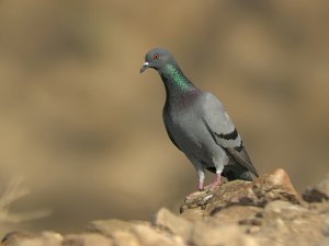 Rock Dove