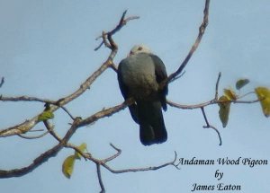Andaman Wood Pigeon.."Opus"